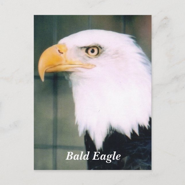 Bald Eagle Postcard (Front)