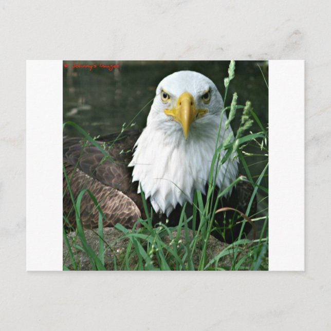 bald eagle postcard (Front)