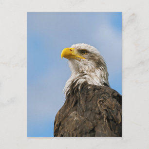 Bald Eagle Postcard