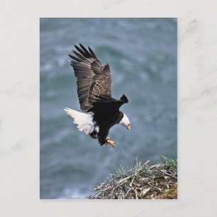 Bald Eagle Postcard