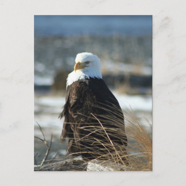 Bald Eagle Postcard (Front)