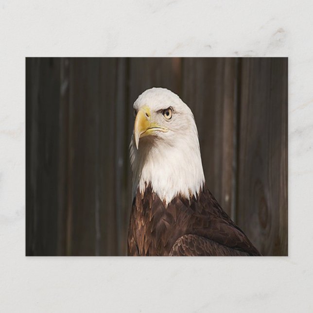 Bald Eagle Postcard (Front)