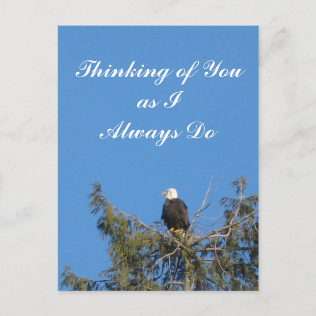 Bald Eagle Postcard (Front)