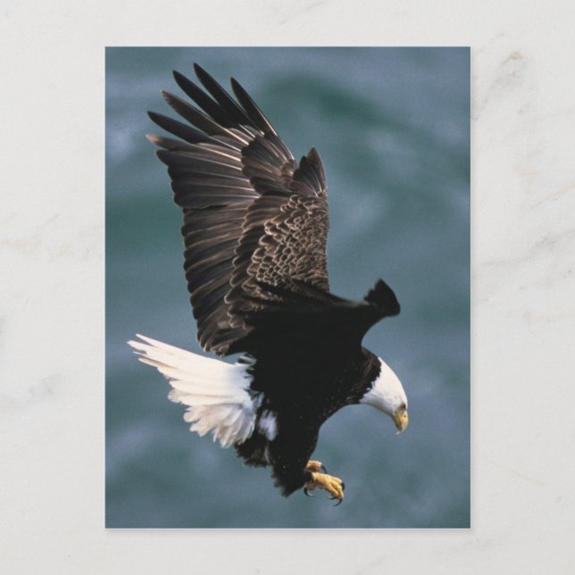 Bald Eagle Postcard (Front)