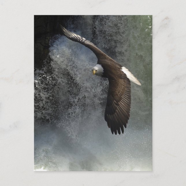 Bald Eagle Postcard (Front)