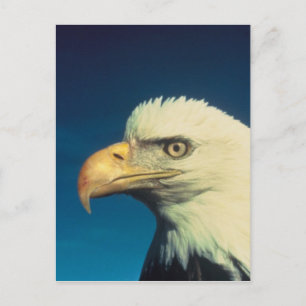 Bald Eagle Postcard