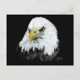 Bald Eagle Postcard 2