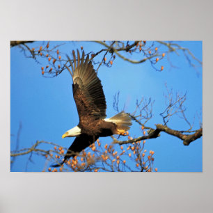 Bald Eagle Poster