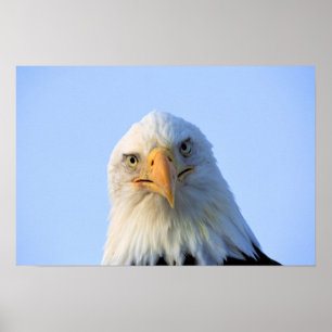 Bald Eagle poster