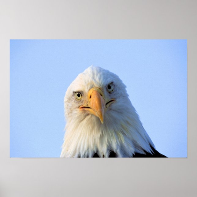 Bald Eagle poster (Front)