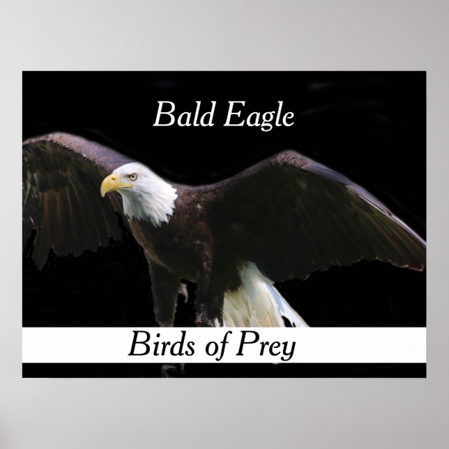Bald Eagle Poster (Front)