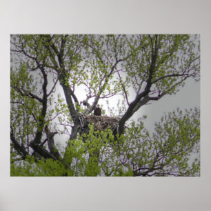 Bald Eagle - Poster
