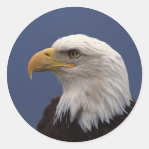 Bald Eagle Profile Classic Round Sticker
