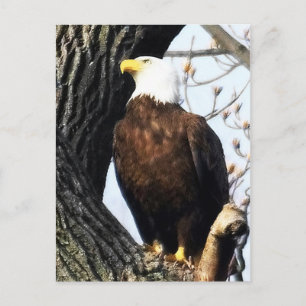 Bald Eagle, Proud And Strong Postcard