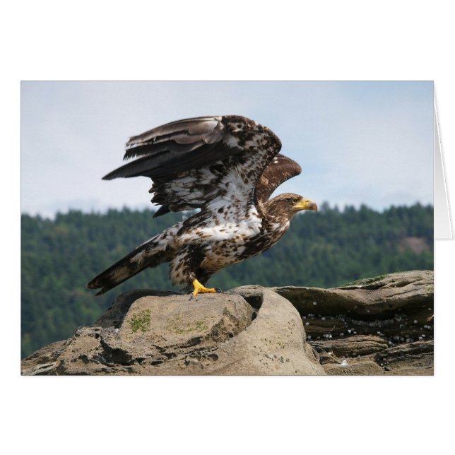 Bald Eagle Ready For Flight - Cards (Front Horizontal)