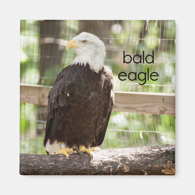 Bald Eagle Refrigerator Magnet (Front)