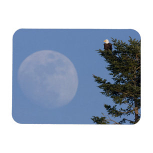 Bald Eagle   Rising Full Moon Magnet