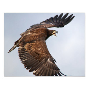 Bald Eagle shouting Feed Me at the parent Photo Print