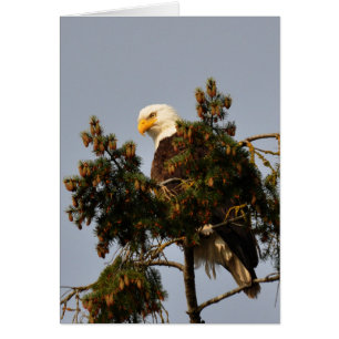 Bald Eagle Sitting in a Fir Tree