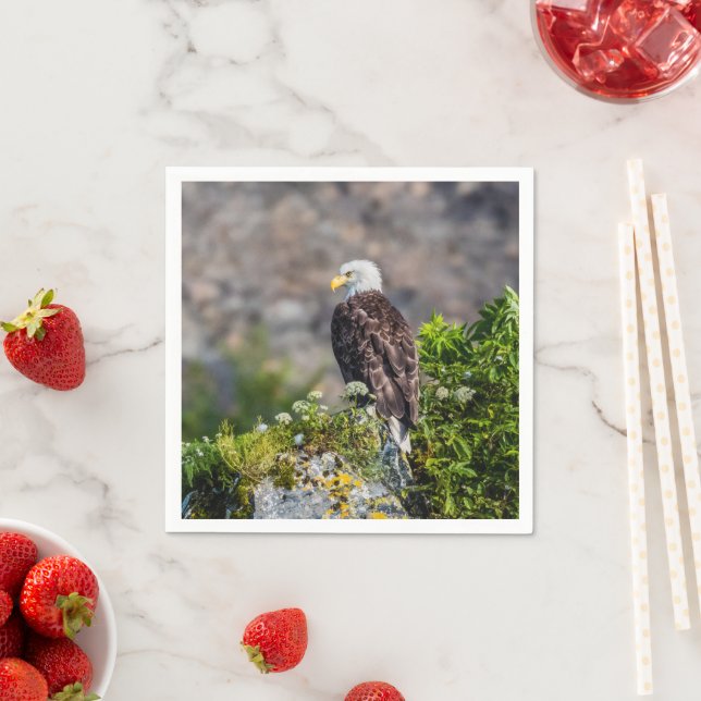 Bald eagle sitting on the rock napkin (Insitu)