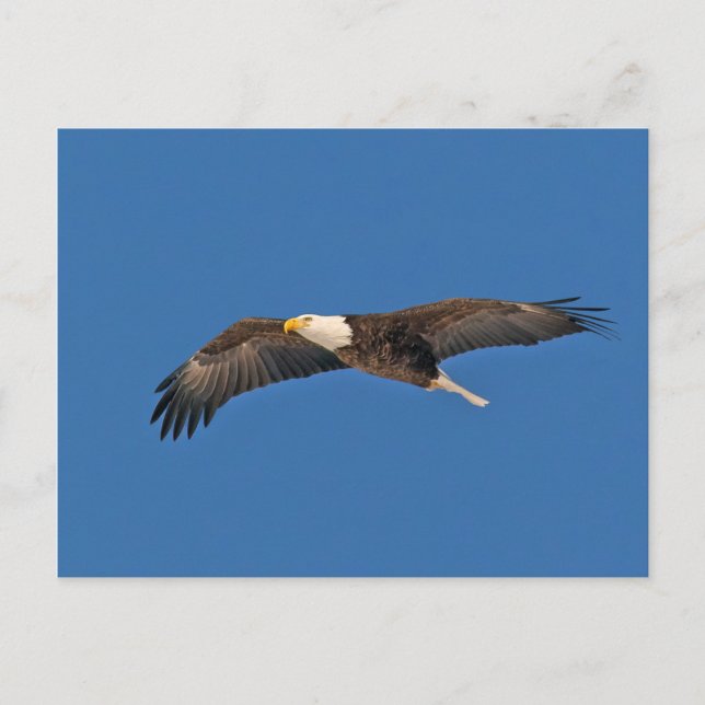 Bald Eagle Sky High Postcard (Front)