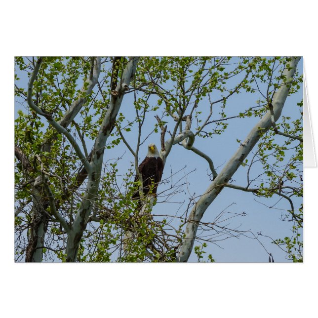Bald Eagle Smile (Devant horizontal)
