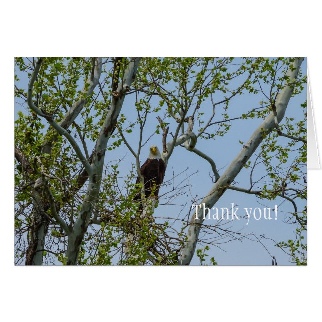 Bald Eagle Smile Thank You (Front Horizontal)