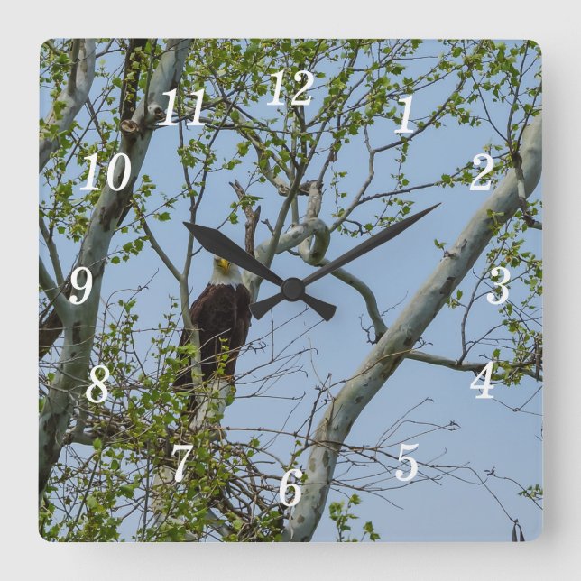 Bald Eagle Smile Wall Cloc Square Wall Clock (Front)