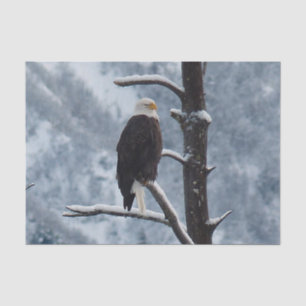 Bald Eagle Snow Tree Photo Tissue Paper