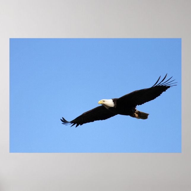 Bald Eagle Soar Poster (Front)