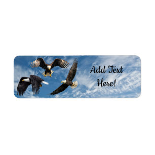 Bald Eagle Soaring