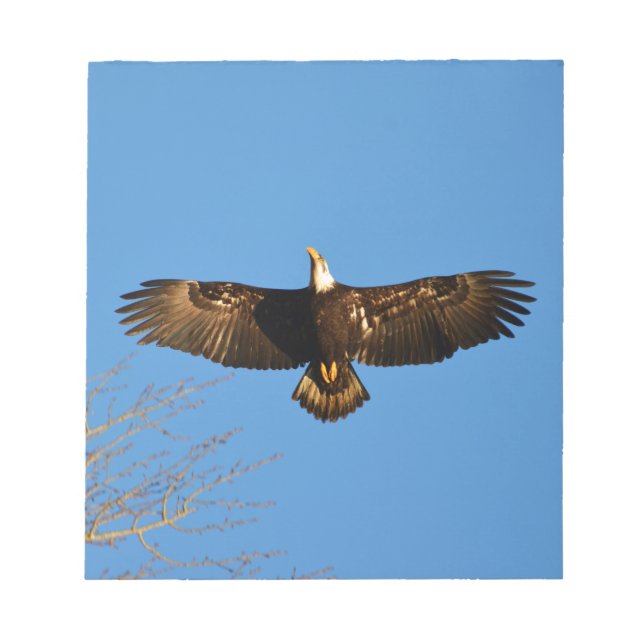 Bald Eagle Soaring1 Notepad (Front)