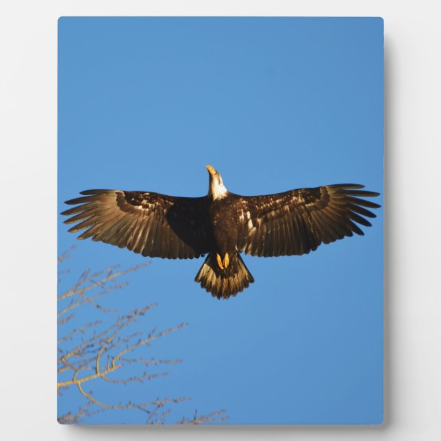 Bald Eagle Soaring1 Plaque (Front)