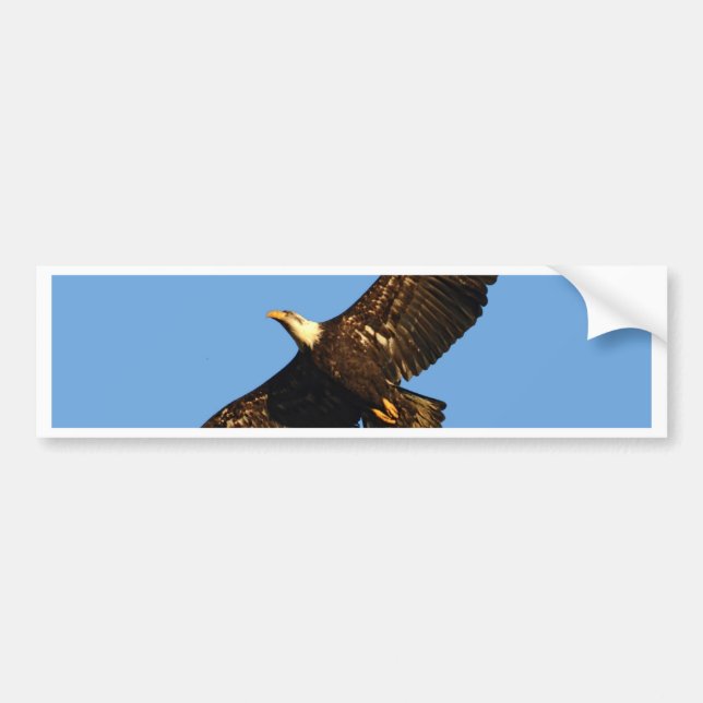 Bald Eagle Soaring 2 Bumper Sticker (Front)