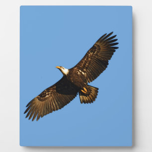 Bald Eagle Soaring 2 Plaque