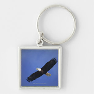 Bald eagle soaring , Alaska Keychain