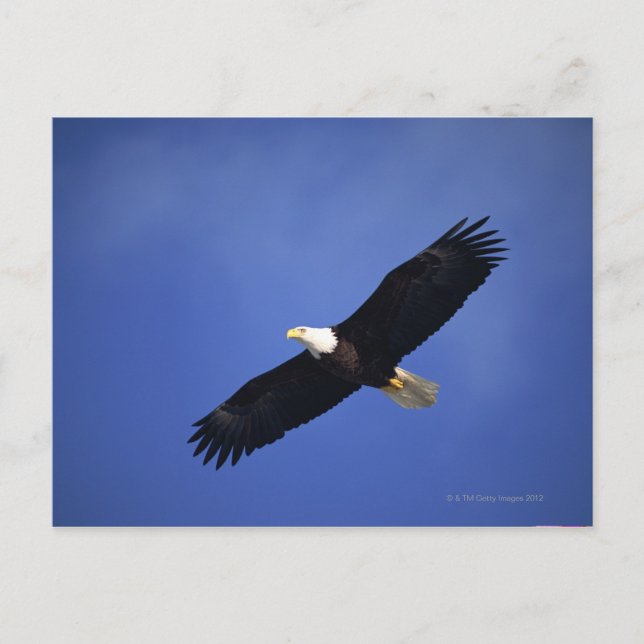 Bald eagle soaring , Alaska Postcard (Front)