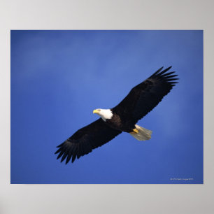 Bald eagle soaring , Alaska Poster