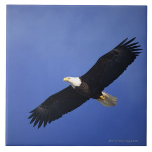 Bald eagle soaring , Alaska Tile