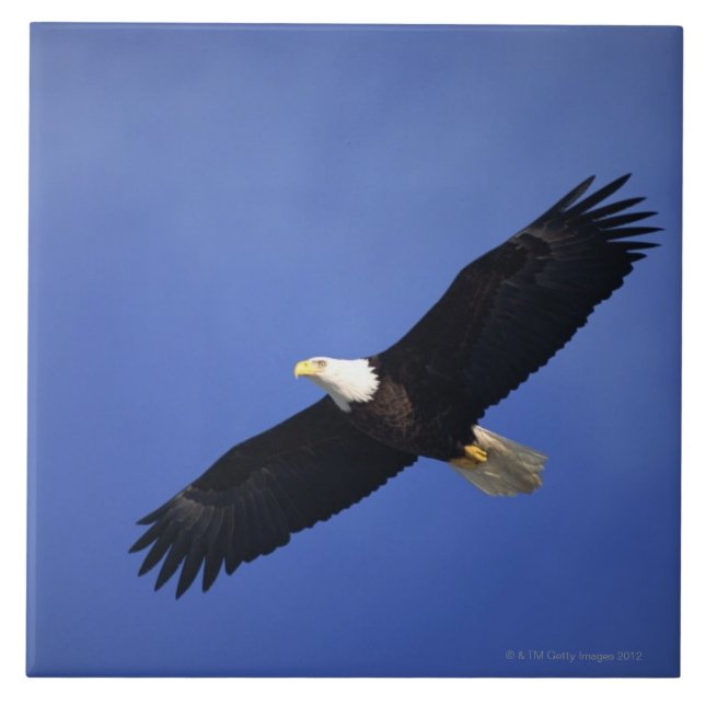 Bald eagle soaring , Alaska Tile (Front)