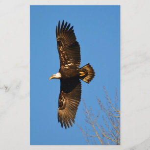 Bald Eagle Soaring Over Trees Stationery