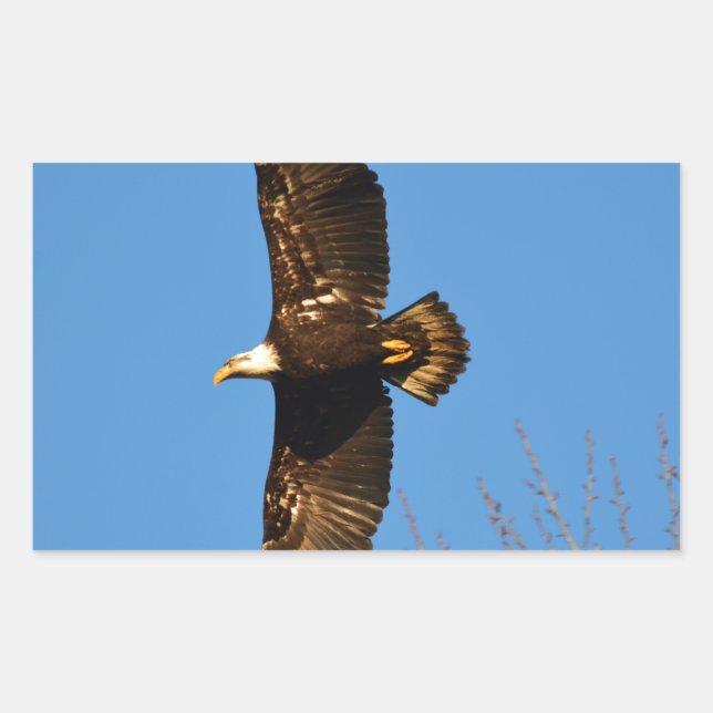 Bald Eagle Soaring Over Trees Sticker (Front)