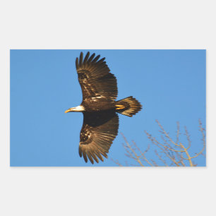 Bald Eagle Soaring Over Trees Sticker