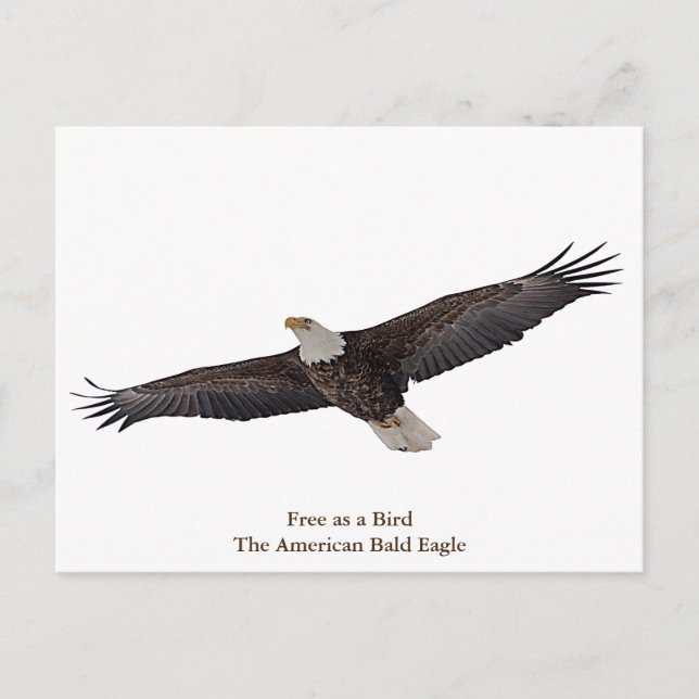 Bald Eagle Soaring Postcard (Front)