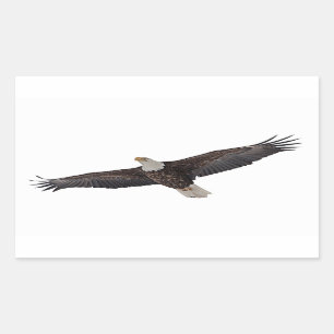 Bald Eagle Soaring Sticker