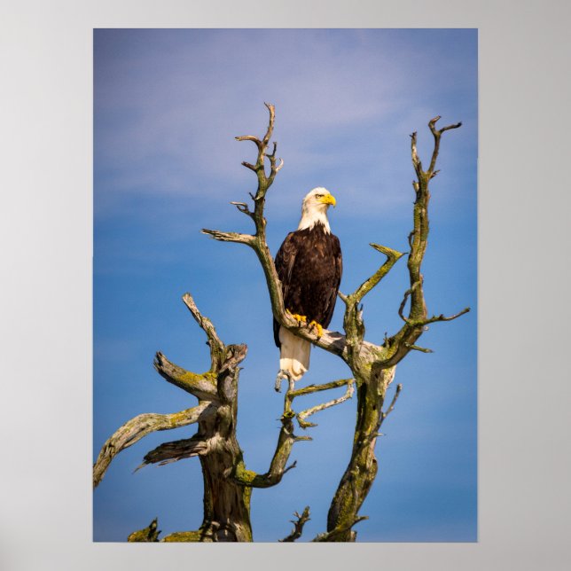 Bald Eagle, Southern Gulf Islands, BC Poster (Front)