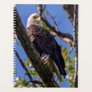 Bald Eagle Spiral hebdomadaire/mensuelle Planner