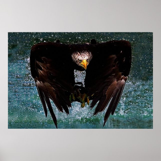 Bald Eagle splash poster (Front)