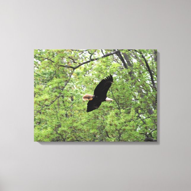 Bald Eagle Spring Flight Canvas Print (Front)