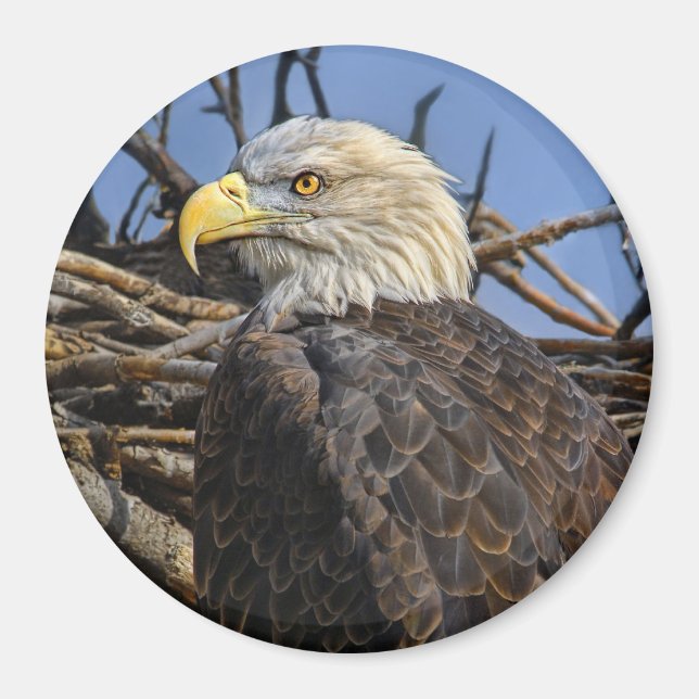 Bald Eagle Spring Nest Magnet (Front)